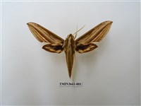 藏品(棕綠背線天蛾)的圖片